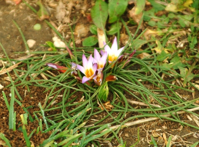 Romulea bulbocodium